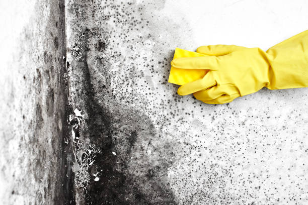 Best Best Mold Removal Companies  in Ashland, OH