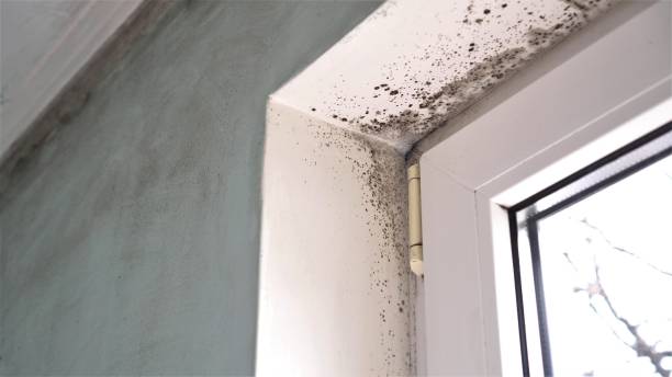 Ashland, OH Mold Removal Company