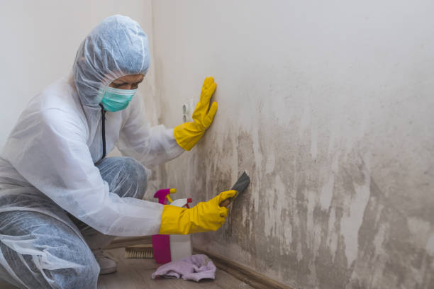 Office Mold Removal Services in Ashland, OH