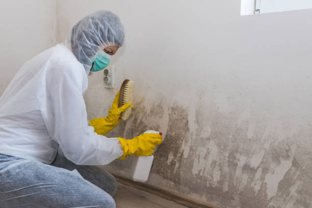 Best Attic Mold Removal  in Ashland, OH