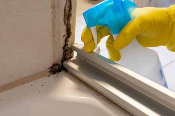 Best Mold Remediation Experts  in Ashland, OH