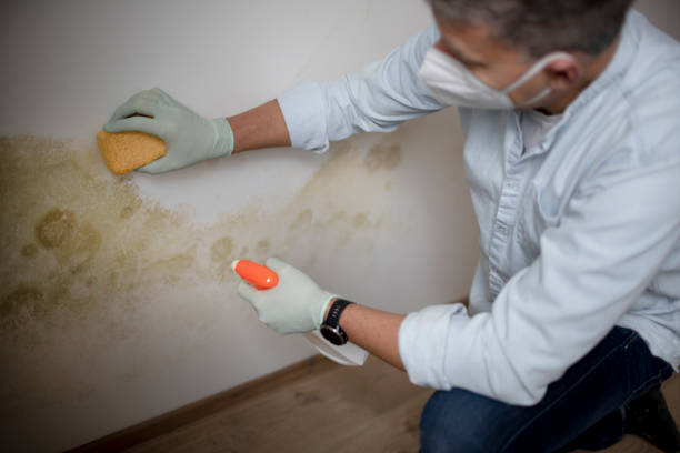 Best Commercial Mold Removal  in Ashland, OH