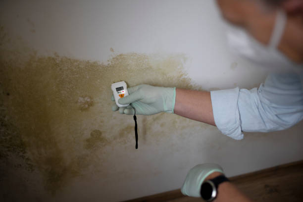 Best Toxic Mold Removal  in Ashland, OH