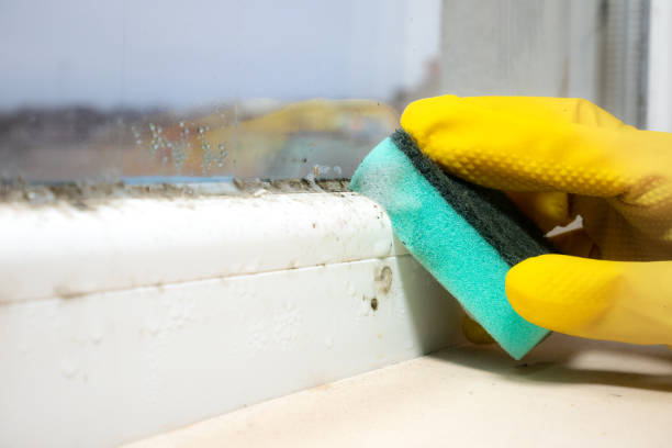 Best Black Mold Removal  in Ashland, OH