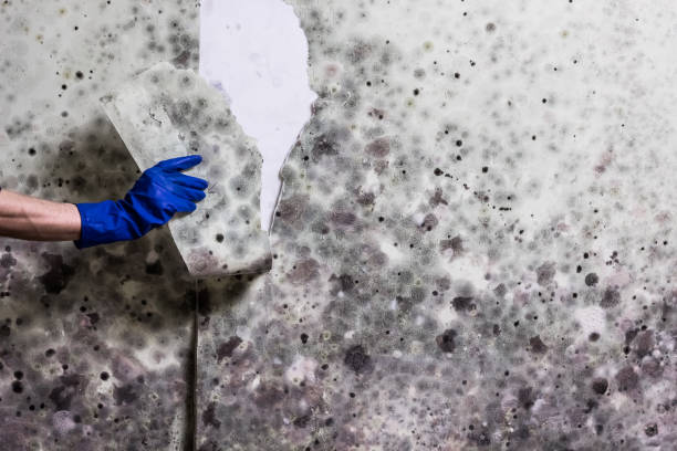 Best Fast Mold Removal  in Ashland, OH