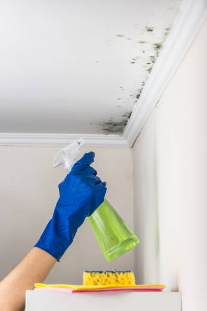 Best Toxic Mold Removal  in Ashland, OH